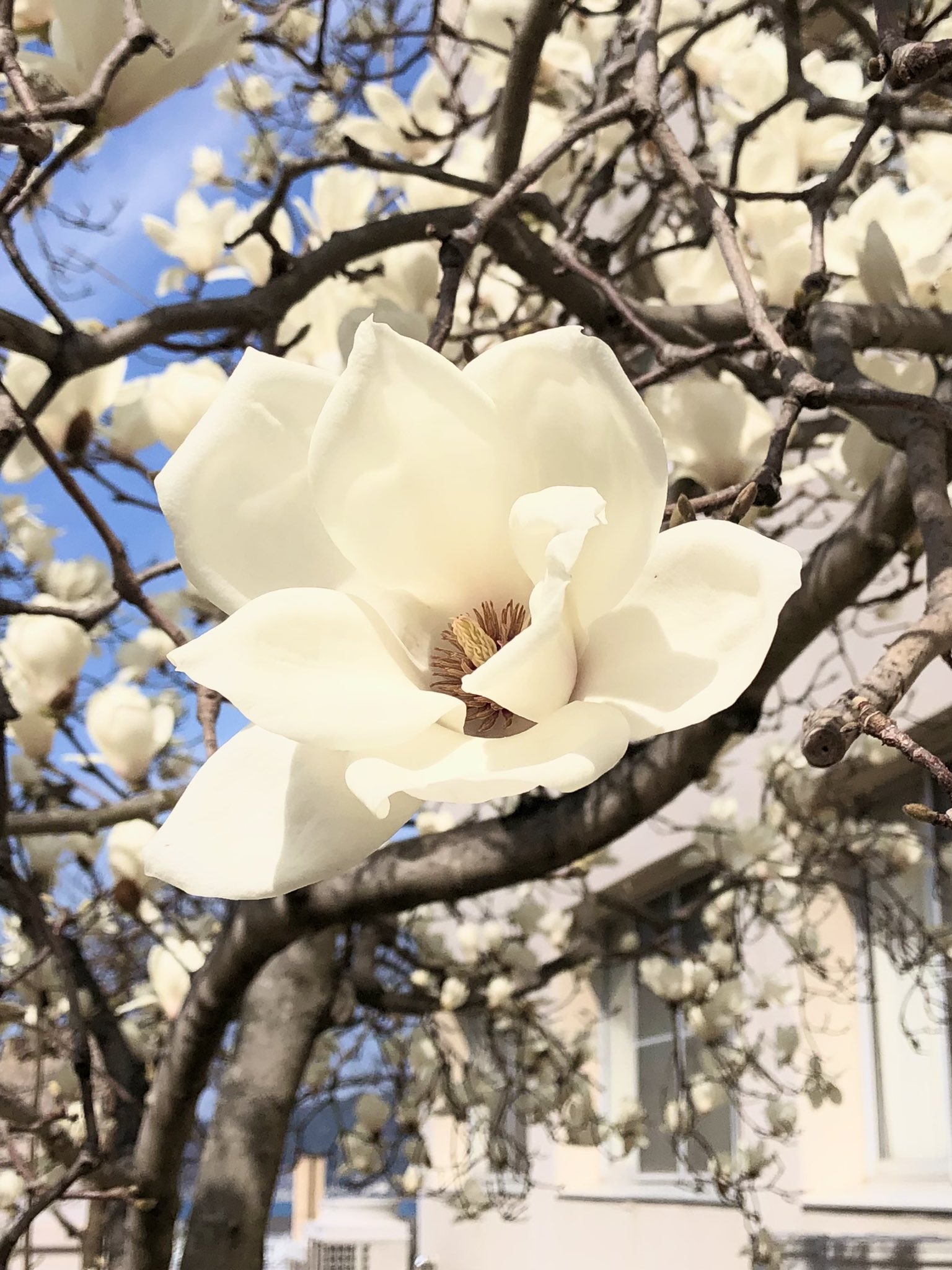 徳島文理大学香川キャンパス A Twitter 白モクレン 木蓮 の花言葉は 自然への愛 や 崇高 春を告げる香り高い花です 今年も徳島文理大学 香川キャンパスに白木蓮が綺麗に咲いてます 徳島文理大学 もくれん 花言葉 春 T Co Gown1ysyqe Twitter