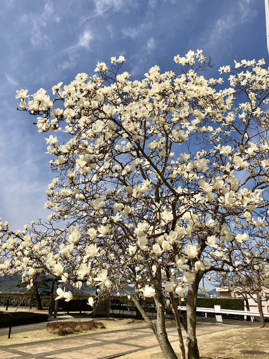 徳島文理大学香川キャンパス Op Twitter 白モクレン 木蓮 の花言葉は 自然への愛 や 崇高 春を告げる香り高い花です 今年も徳島文理大学 香川キャンパスに白木蓮が綺麗に咲いてます 徳島文理大学 もくれん 花言葉 春