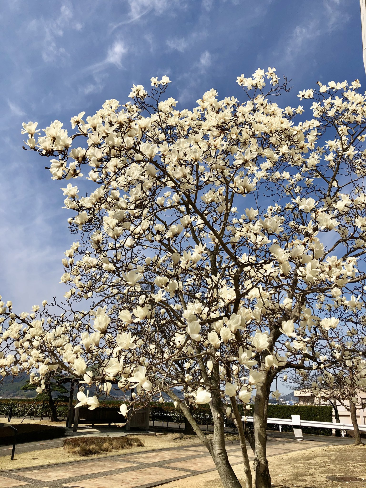 徳島文理大学香川キャンパス A Twitter 白モクレン 木蓮 の花言葉は 自然への愛 や 崇高 春を告げる香り高い花です 今年も徳島文理大学 香川キャンパスに白木蓮が綺麗に咲いてます 徳島文理大学 もくれん 花言葉 春 T Co Gown1ysyqe Twitter
