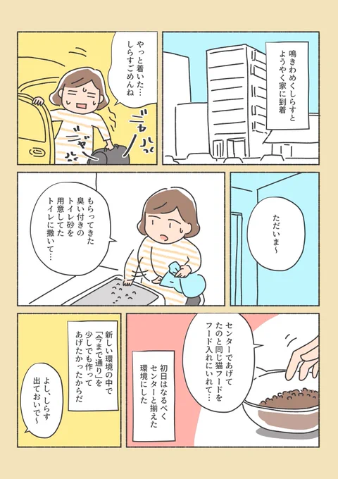 保護猫ちゃんをお家に迎えるまでの話(12/12) 