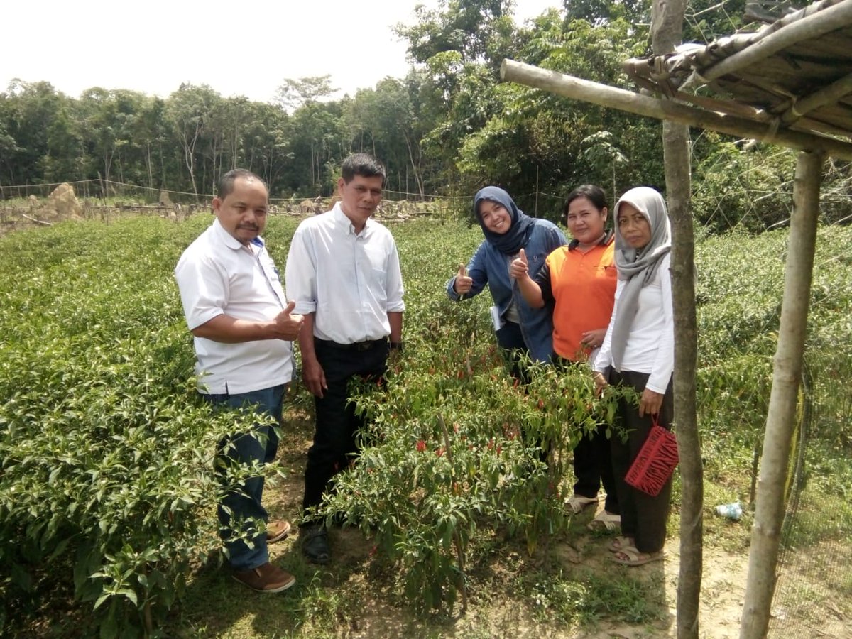 monalisashadi's tweet photo. "PKTD Eko Kreatif melalui BUMDes, padat karya menyerap pekerja kelg miskin" Kebun Lombok Warga Desa Pangkan
@halimiskandarnu
@imansyukri
@malik_haramain
@taufikmadjid71
@yusradaridesa
@PmdPuspen
@tppkemendes
@kemendesapdtt
@P3MDKalteng 
#PKTD #SDG
#GusMenteri
#tppkemendesa https://t.co/Q1rmX3gczY