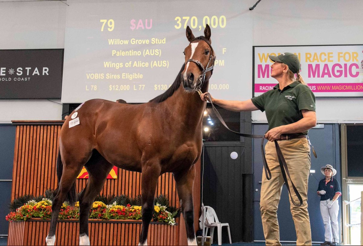 SUN STUD (@sunstudhq) on Twitter photo The highest ever price for a yearling filly <a href="/mmsnippets/">Magic Millions</a> Adelaide. $370,000 for Lot 79 PALENTINO x Wings Of Alice bred and sold by <a href="/WillowGroveStud/">Ralph Satchell</a>. Purchased by <a href="/BalfourRyan/">Ryan Balfour</a>. <a href="/vicbreeders/">TBV</a> <a href="/Aushorse_TBA/">Aushorse</a>
#Power #Presence #Performance #Palentino The highest ever price for a yearling filly <a href="/mmsnippets/">Magic Millions</a> Adelaide. $370,000 for Lot 79 PALENTINO x Wings Of Alice bred and sold by <a href="/WillowGroveStud/">Ralph Satchell</a>. Purchased by <a href="/BalfourRyan/">Ryan Balfour</a>. <a href="/vicbreeders/">TBV</a> <a href="/Aushorse_TBA/">Aushorse</a>
#Power #Presence #Performance #Palentino