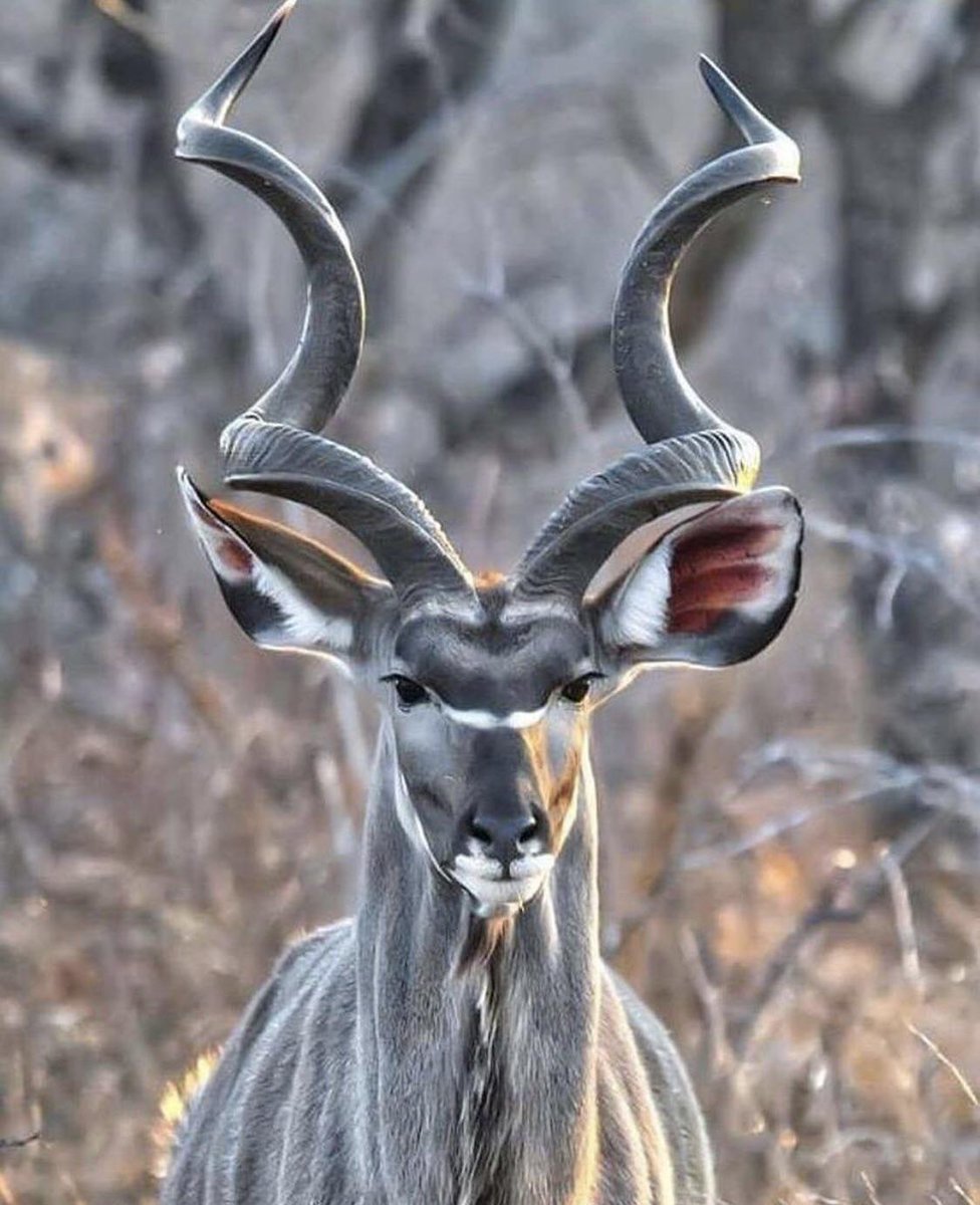 Kudu. #sexualselection
