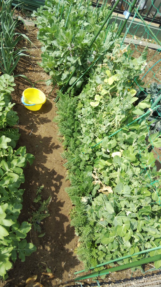 たきじの菜園 今日のたきじ菜園 暖かくなって来たので アブラムシ対策に魔法の黄色バケツを設置 市民農園 家庭菜園 たきじの菜園 今日のたきじ菜園 暖かくなって来たので アブラムシ対策に魔法の黄色バケツを設置 市民農園 家庭菜園