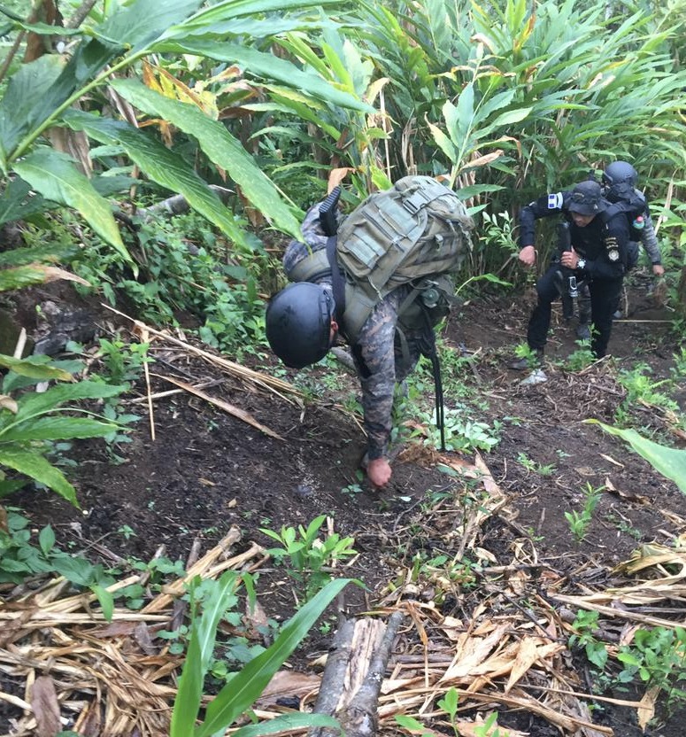 GuatemalaGob's tweet photo. #Importante 🚨| Este #día, un equipo de la Dirección de Inteligencia del #EMDN junto con personal de la Brigada de Fuerzas Especiales #Kaibil, en coordinación con #SIGAI #PNC, erradicaron 22,580 arbustos de #coca en el #Estor #Izabal. https://t.co/fDjJZwVE78