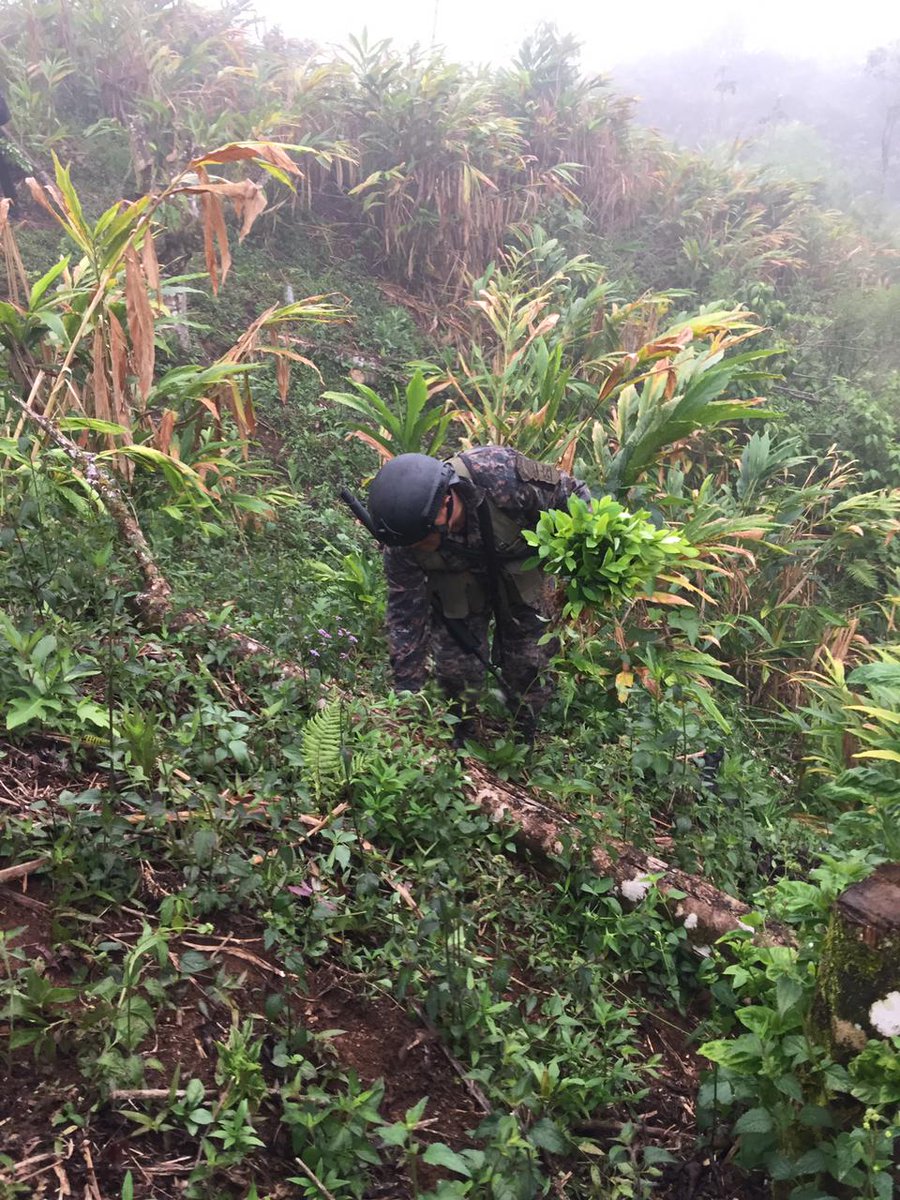 GuatemalaGob's tweet photo. #Importante 🚨| Este #día, un equipo de la Dirección de Inteligencia del #EMDN junto con personal de la Brigada de Fuerzas Especiales #Kaibil, en coordinación con #SIGAI #PNC, erradicaron 22,580 arbustos de #coca en el #Estor #Izabal. https://t.co/fDjJZwVE78