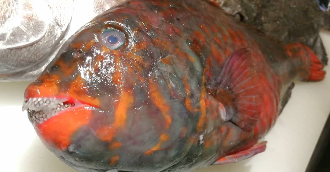 旬鮮酒場nobu ブダイ 怖いけど美味いですよ ブダイは白身の魚でとても弾力のある食感が特徴の魚です オススメ魚 ぜひお刺身食べてくださいね お待ちしてまーす 旬鮮酒場nobu 海鮮居酒屋 居酒屋のぶ 珍しい魚が食べれる 刺身 美味い魚 グルメ