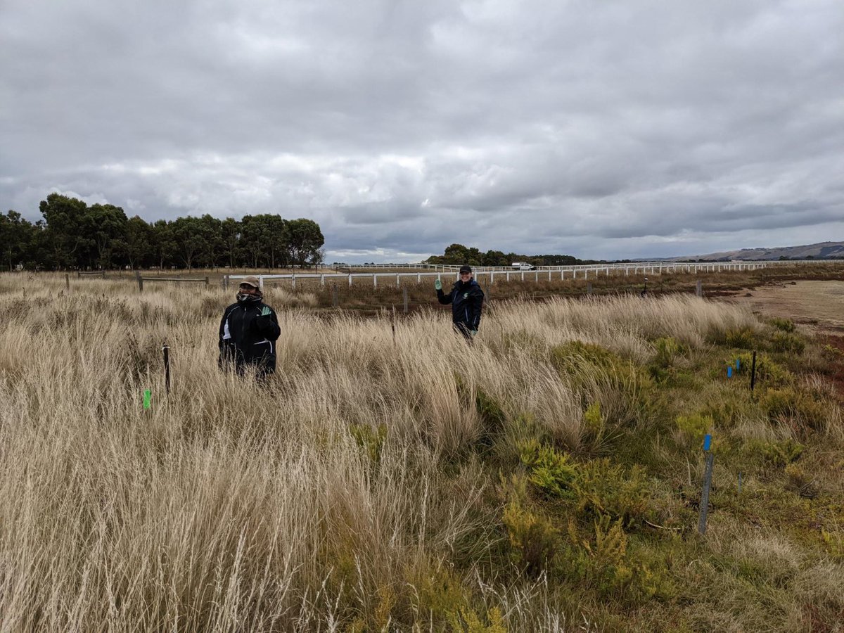 PWaryszak's tweet photo. Fieldwork workflows are exhaustingly simple:

1. Find site
2. Find plot
3. Find tiny tag
4. Find buried bag (repeat)

Thanks to 2 devoted volunteers, @mckatiekatie &amp; Savitri, fieldwork was a gentle breeze. The sun came out later in a day🌞#VolunteerWithBCL #VicWetlandRehab https://t.co/aS7R3iKO6B