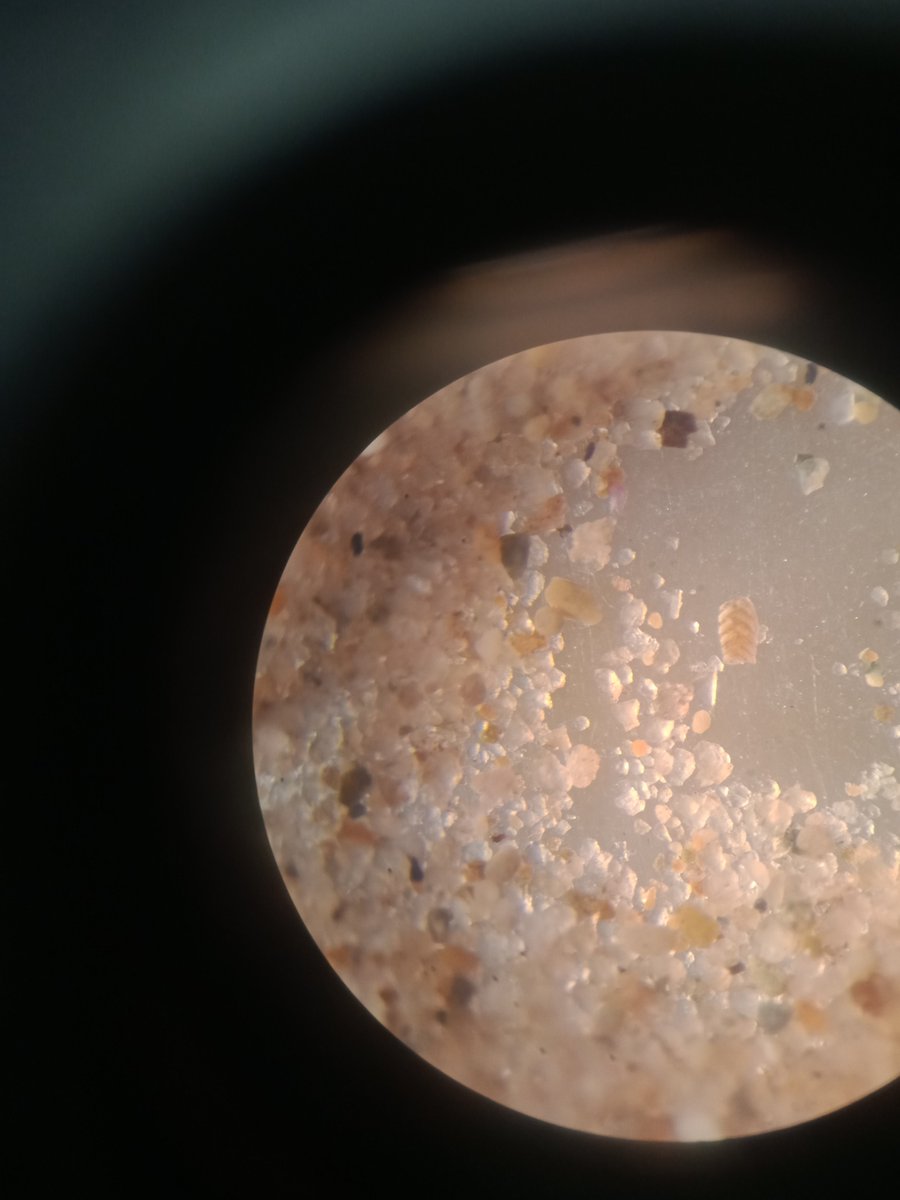 Anyone know what the heck these forams are? I'm thinking maybe a Bolivina of some kind?