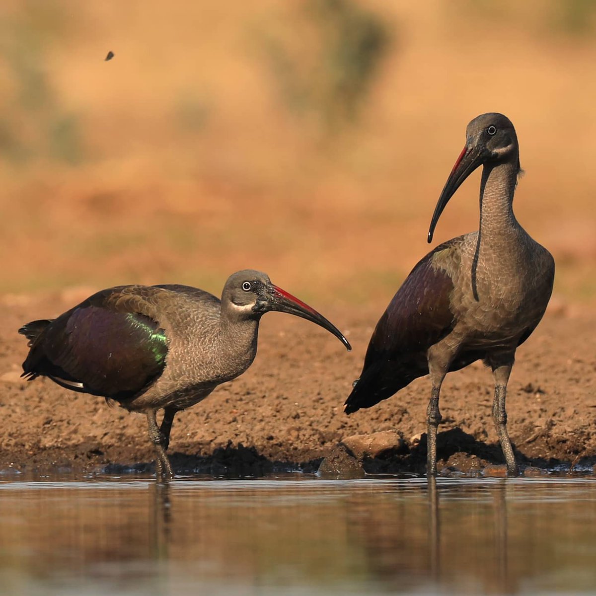 KavingaCamp's tweet photo. Beautiful Hadeda Ibis enjoying the pan. 📸 Clyde Elgar
#kavingasafaricamp #manapools #travelzimbabwe #wildzambezi #worldofwonders #privateconcession #birding #hadeda #hidephotography #buckelisttravel #bookyourtrip #unforgettableexperience #authenticsafari #conservation #nature https://t.co/omS58JmauR