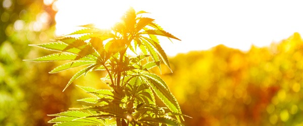 cannabisstack's tweet image. Cannabis News Recap: February 2021 &amp;gt;&amp;gt;&amp;gt; bit.ly/3vaNLVk
#cannabis #cannabisnews #cannabisbusiness #cannabisindustry #hempnews #Hemp