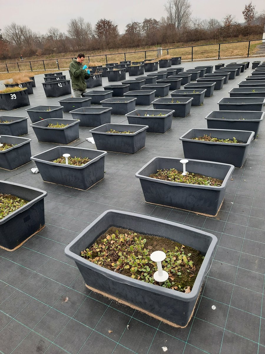 e_hannula's tweet image. It is #samplingtime at my experiment @niooknaw funded by @NesslingSaatio! Festuring new student Wyco working with me. We are going to measure respiration, community structure and fungal biomass from these samples. Slowly approaching main phase of the experiment and 13C work!