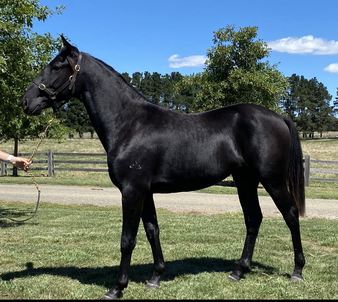 NutrienEquineSB's tweet photo. Craig Judd tells us "R you wanting a ⁦@BettorsDelight
⁩ colt ? A bettors should look like a bettors, I’ve heard it a 1000 x. Well here he is. Lot 171 Three Eagles a 1/2 to Fly Like An Eagle &amp; Mach Doro Pedigree ✅ Type ✅Temperament #benstudbornandraised https://t.co/DXzWBa5ja7 https://t.co/pmNDd9ndAH