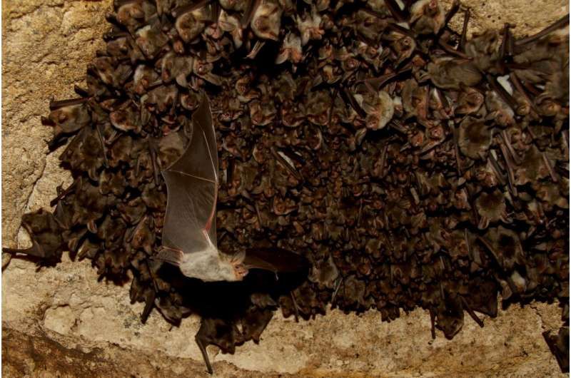А 3-gram computers reveal how wild bats hunt so efficiently buff.ly/3t5eyQZ