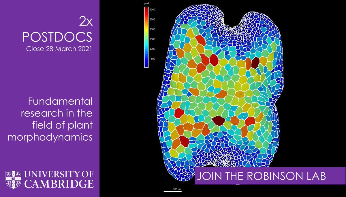 slcuplants's tweet photo. 📢Please RT! 2 amazing #PlantSciJobs with 
@RobinsonSci's using novel biophysical tools, genetic manipulation &amp; modelling to investigate how plant development (cell division &amp; cell expansion) is controlled https://t.co/DHtUfs040t Job details https://t.co/EEX92VFQUR #PostdocJobs🍃 https://t.co/NkJ7ZwGCa2