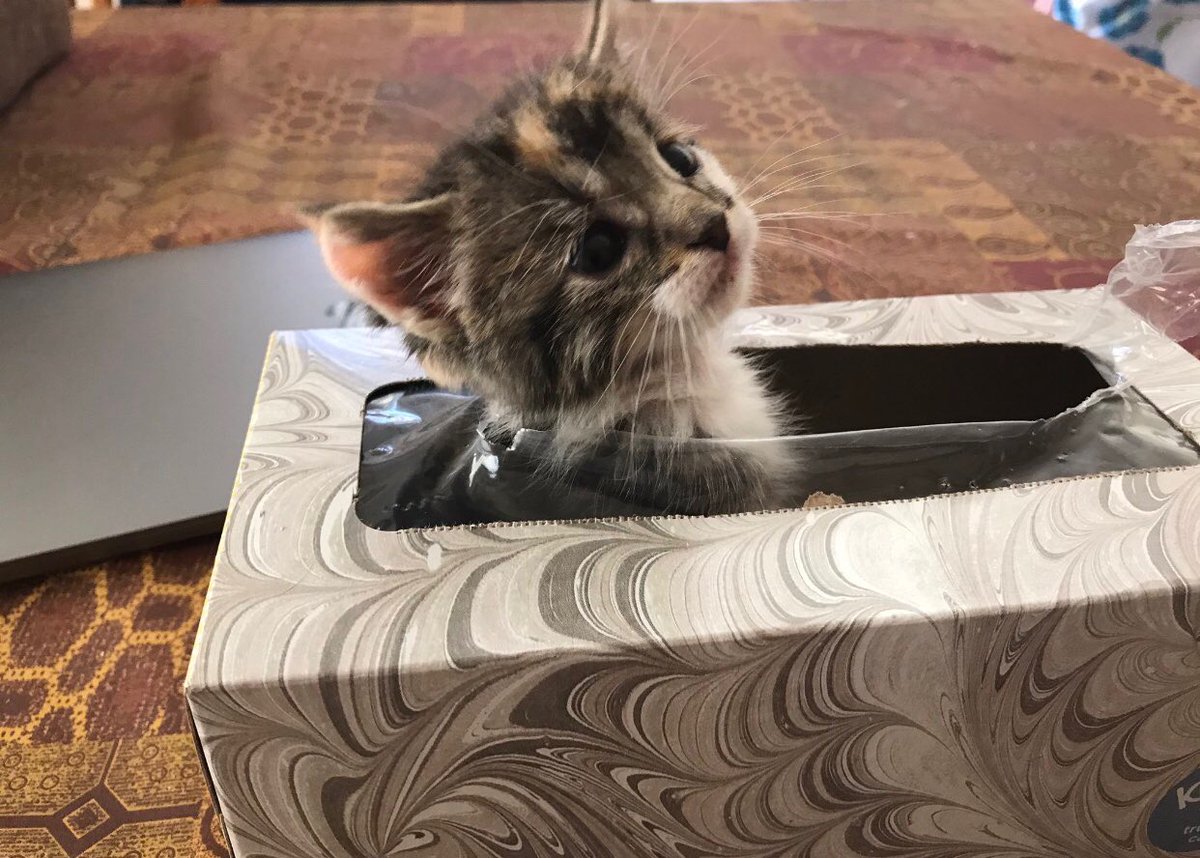 Why you should have a cat tweet media
