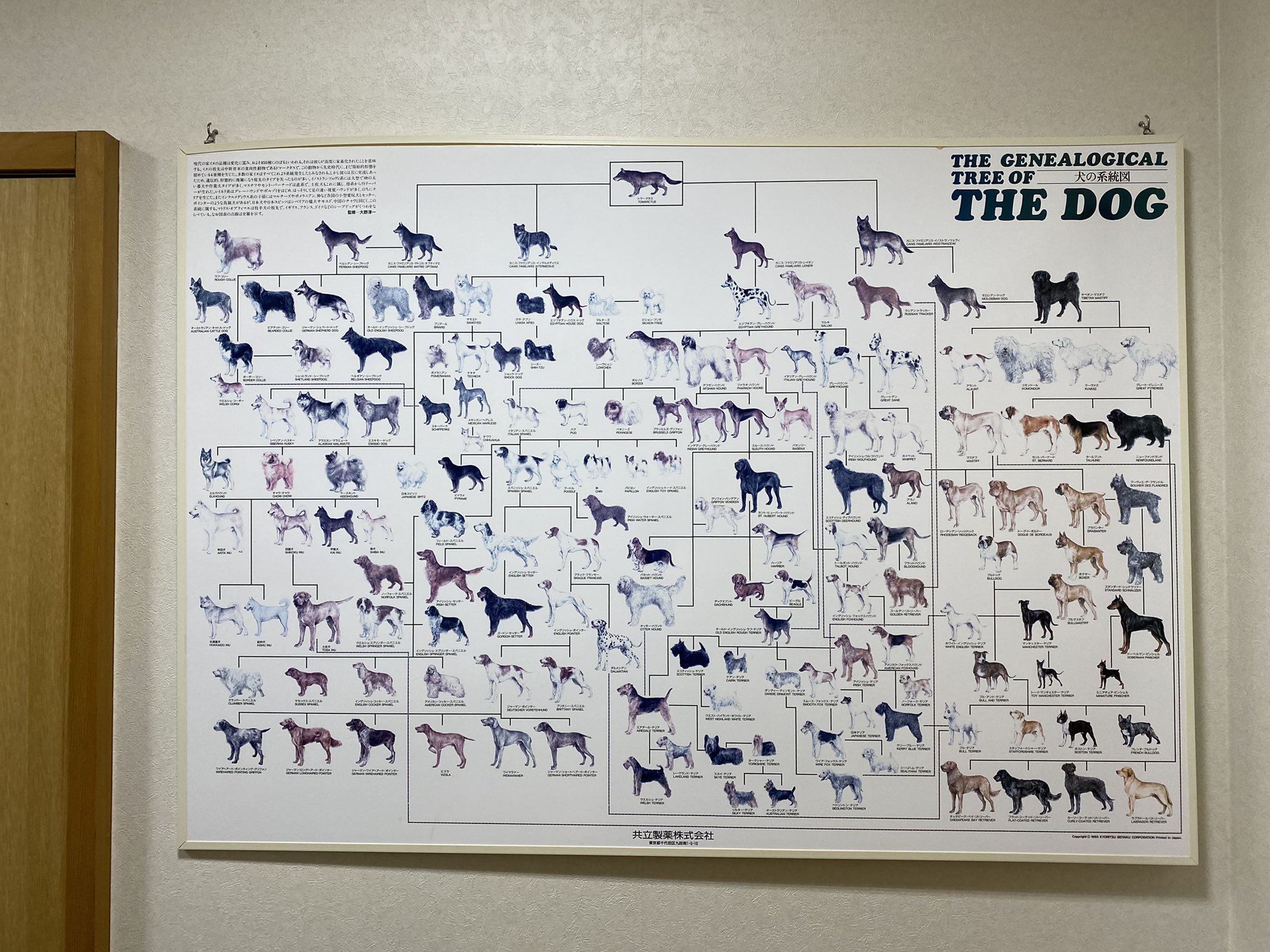 スミマサノリ A Twitter 動物病院にあった犬の系統図が面白くてずっと見てた 全ての犬種の源 トマークタスって奴 凄いな