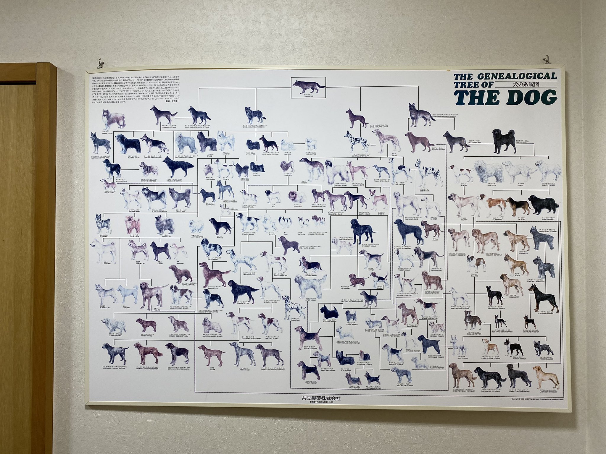 スミマサノリ A Twitter 動物病院にあった犬の系統図が面白くてずっと見てた 全ての犬種の源 トマークタスって奴 凄いな スミマサノリ A Twitter 動物病院にあった犬の系統図が面白くてずっと見てた 全ての犬種の源 トマークタスって奴 凄いな