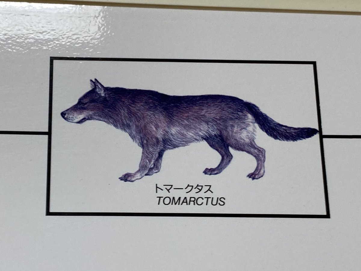 スミマサノリ A Twitter 動物病院にあった犬の系統図が面白くてずっと見てた 全ての犬種の源 トマークタスって奴 凄いな