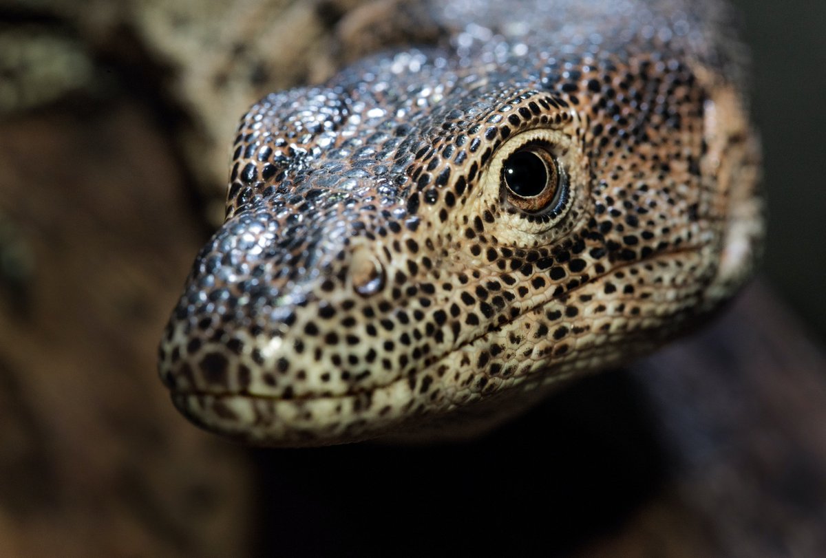 Short term cold storage of reptile spermatozoa could be a feasible strategy for improving the conservation of threatened lizard species: doi.org/10.1071/RD20231
Recent work from <a href="/LachlanCampbe18/">Lachlan Campbell</a> <a href="/SimonClulow/">Simon Clulow</a> &amp; co!