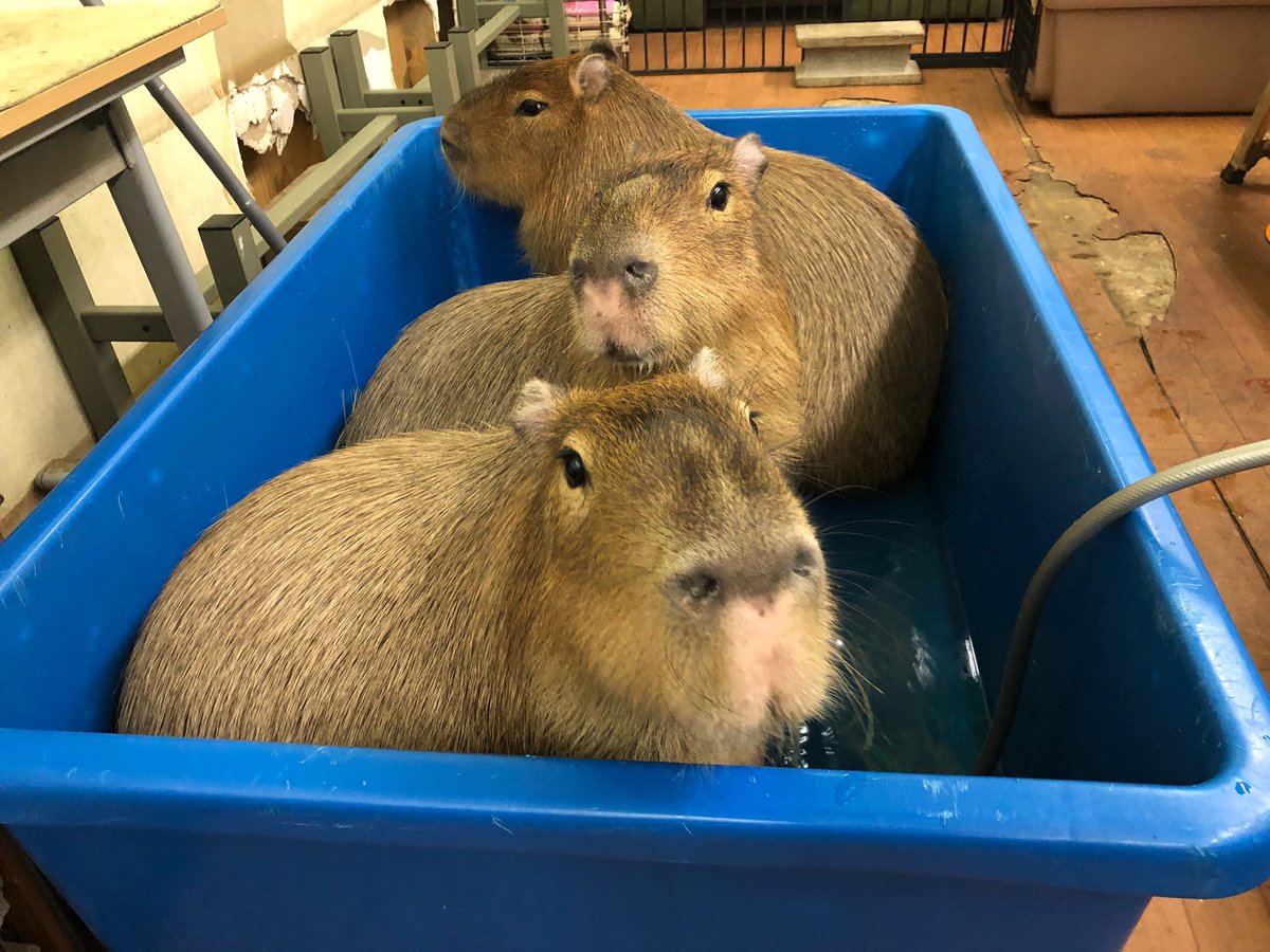 カピバラ可愛い