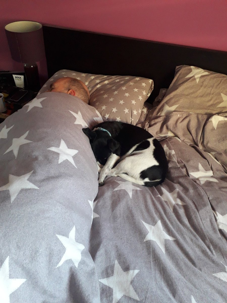 JazzGrumpyDog's tweet photo. If I curl up really small maybe they won't see me! https://t.co/1sL1DHu1E7