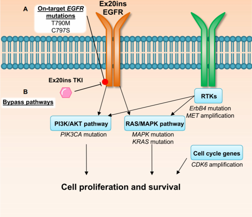 HuangLabICR's tweet photo. 💥Excellent new review from the lab on tackling drug resistance in EGFR exon 20 insertion mutant #LungCancer! 
@DovePress

👉Read it here: https://t.co/fKmO8yDw2N https://t.co/m6NTh0rgRH