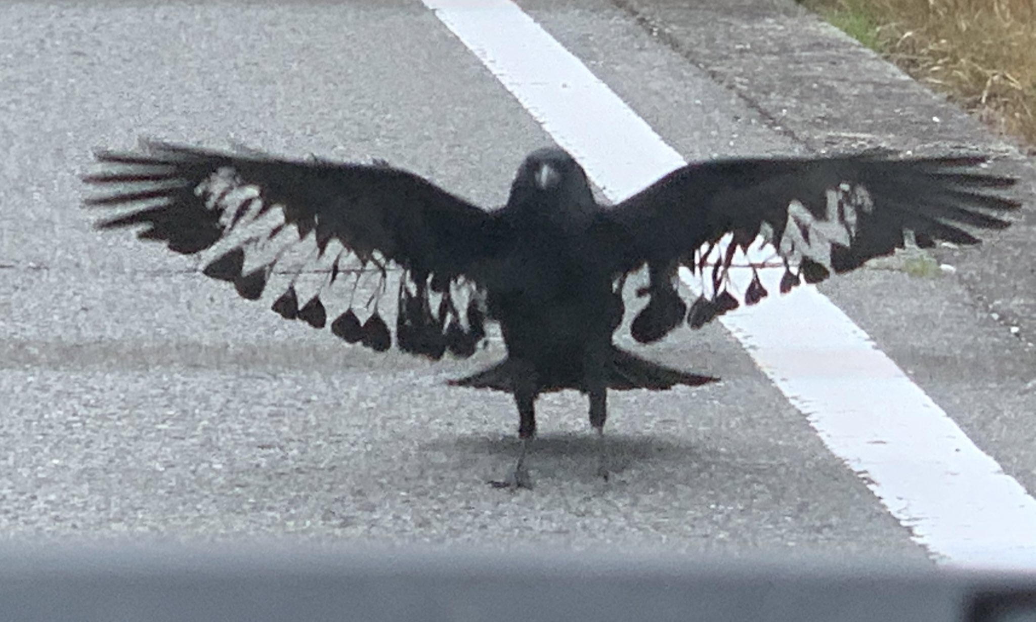 ラルク カラス ずっと撮りたかった子撮れました スケスケ羽根のカラスさんです 車の中から撮ったので窓の模様が入ってしまった T Co Qrtrf1qtyv Twitter ラルク カラス ずっと撮りたかった子撮れました スケスケ羽根のカラスさんです 車の中から撮ったので窓の模様が入ってしまった T Co Qrtrf1qtyv Twitter