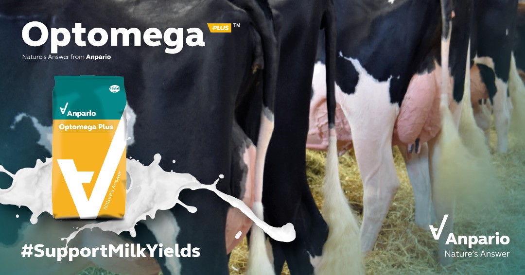 anparioplc's tweet photo. A trial has shown, when included in #dairycow rations, #Optomega can have a positive effect on mammary gland tissue development, supporting greater milk yields &amp; optimum lifetime performance.

Read more: https://t.co/K9EX2qcQRZ

#NaturesAnswer #TeamDairy #SupportMilkYields https://t.co/OvX2qiqfdo