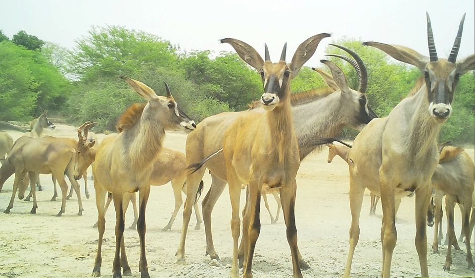 Bauchi state Govt. under <a href="/SenBalaMohammed/">Senator Bala A. Mohammed</a> is committed to protecting Yankari's natural ecosystems, including securing lives and properties of tourist in the Game Reserve. 

Visit us today to experience nature... #yankariissafe #Yankarigamereserve