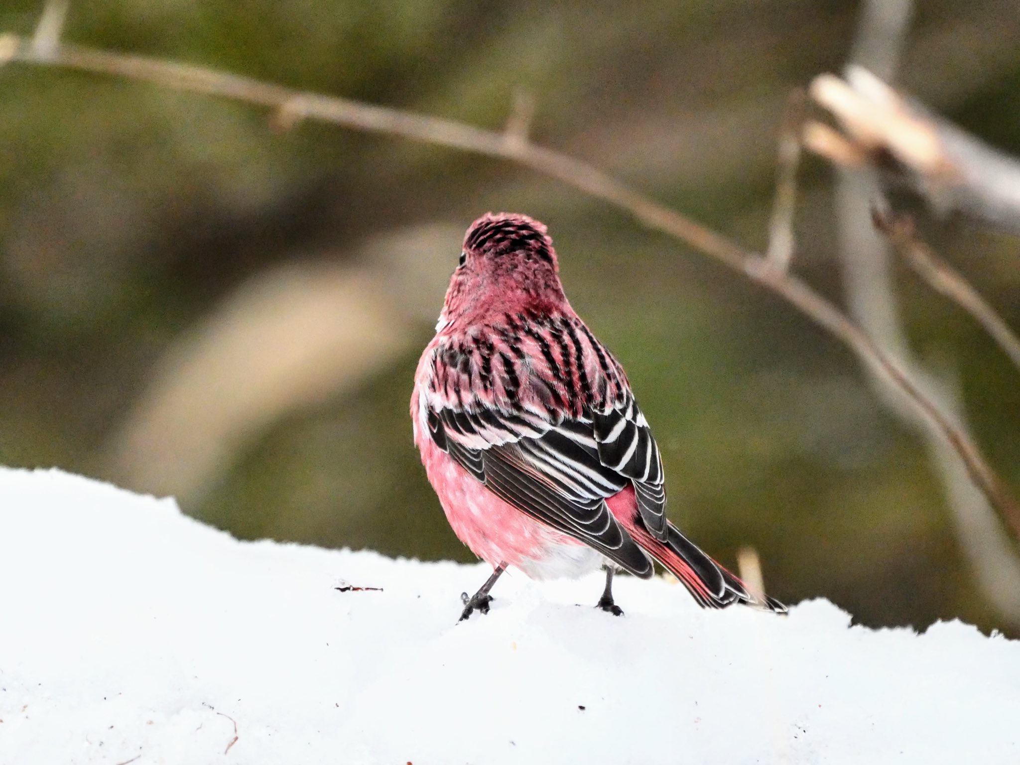 Masacun 昨日はシマエナガ以外にも赤い鳥に出会えました 初見初撮りでして これはもしかしてオオマシコさんと言う赤い鳥ですかね 北海道 道東 北見 野鳥 野鳥撮影初心者 Wildbird 野鳥が好きな人と繋がりたい T Co Wlvt09vlna Twitter