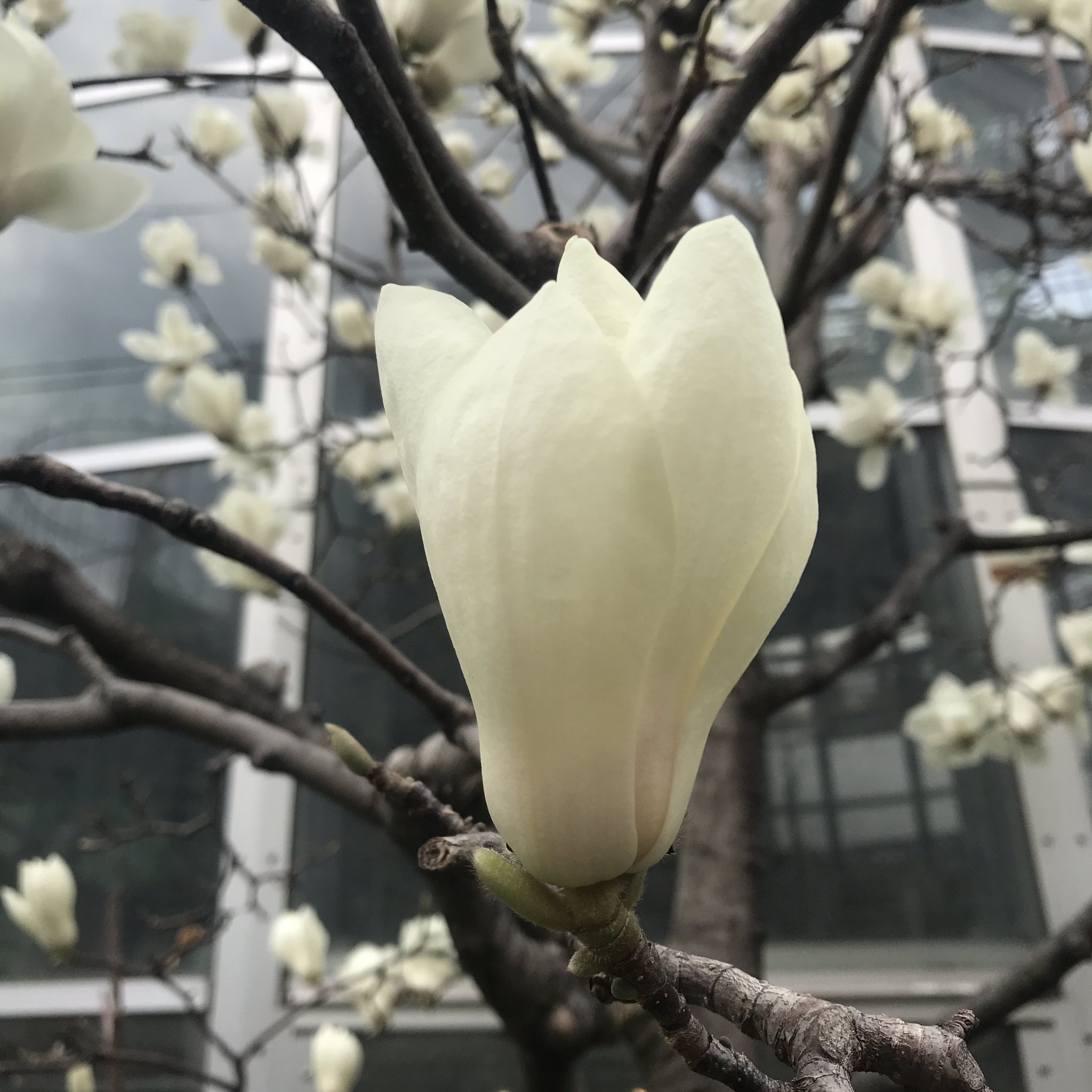 心の中の植物園 宮 どっちがコブシでどっちがモクレンでしょう 見分けるのは花 の付け根に葉っぱがあるかないか 写真の左はモクレン 葉っぱが付かない 右がコブシ 小さい葉っぱが一枚付く 花 がキュっと咲いているのがモクレン バラっと咲くのがコブシ