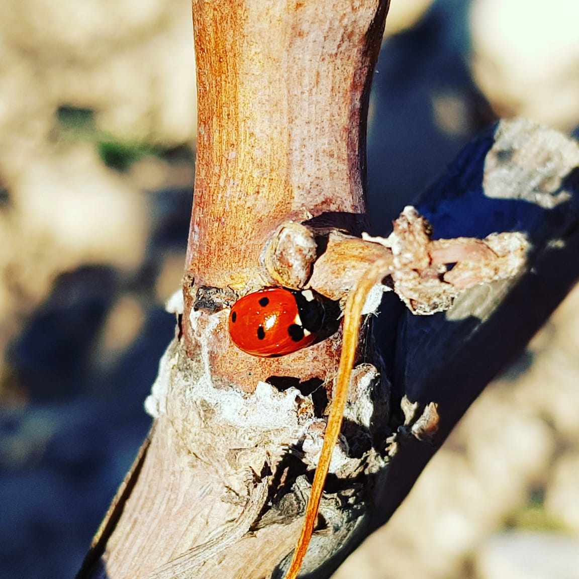 LunadeReina1's tweet photo. Colorido aliado en nuestras viñas. Depredador natural de pulgones, acaros o cicadélidos. 
#lunadereina, #vinolunado, #monastrell, #syrah, #verdil, #alicante, #respect, #color, #viticultura, #alicante, #medioambiente, #winelife, #winemakers, #winelovers, #vinalopo, #vino, #viñas https://t.co/CWd0o5ZJ5p