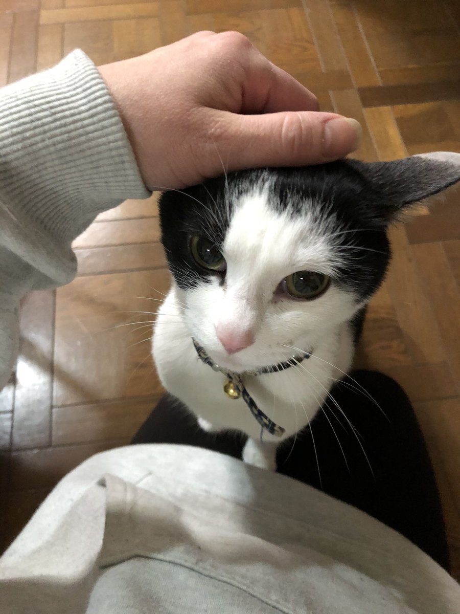 ykAoadtwef52FRT's tweet photo. 普段は触らせてくれない、シャーシャー言ってるさくらちゃん🌸
さかりがくると撫でろ、抱っこしろと、寄ってきます。 https://t.co/hQ9cIVYpEp