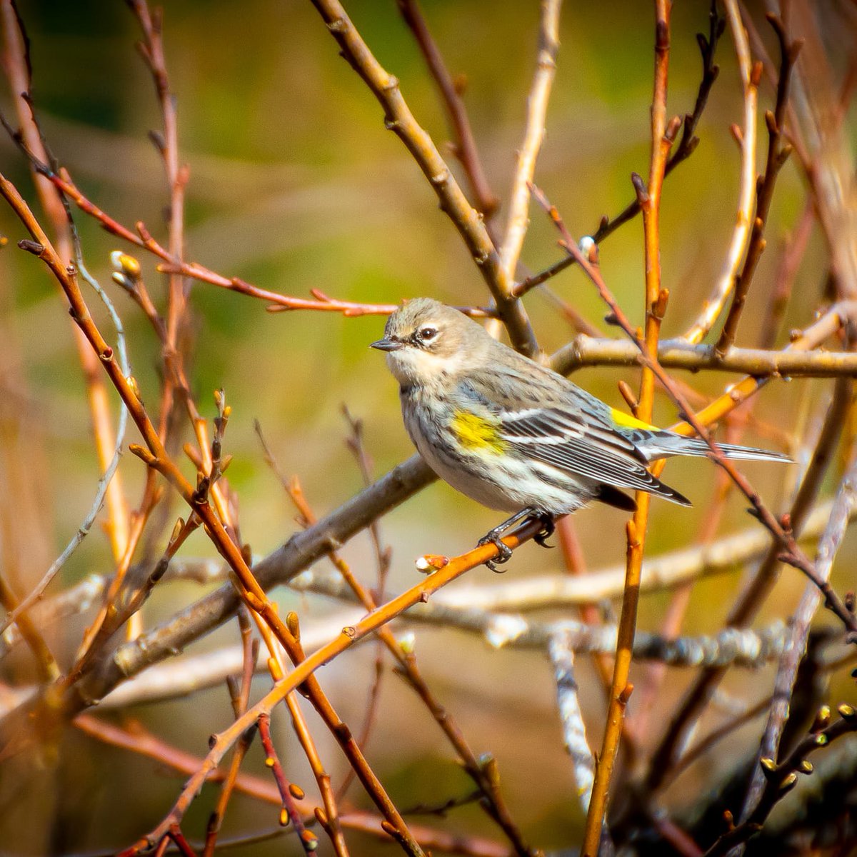JoeGrins's tweet photo. Photo Journal 2/26/2021 Blue Lake
Link in profile!
#birds #CaliforniaScrubJay #foul #hummingbird #nature #naturephotography #BlueLake #Oregonparks #Portland #sparrow #squirrels #wildelife #goose #ducks #flowers #photography #macros #Canon #macrophotography #wildlifephotography https://t.co/lP27l8CeFM