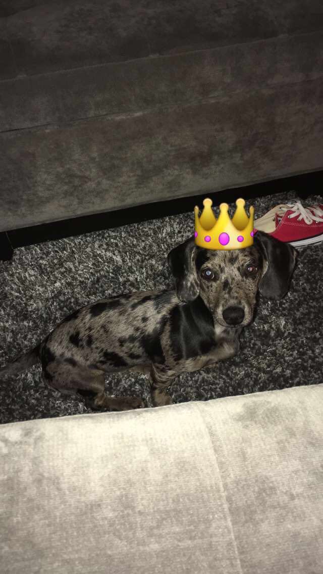 cupofcarliejo's tweet photo. 8 days till coco is 5 🥺 https://t.co/OWu6Tm9uvS