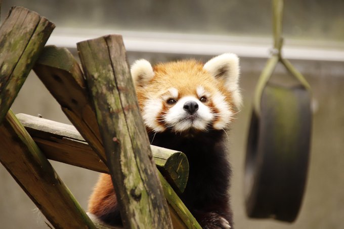 レッサーパンダのtwitterイラスト検索結果