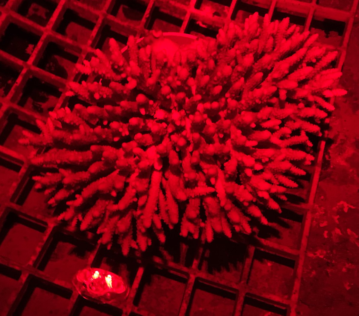 Autumn coral spawning at <a href="/aims_gov_au/">Australian Institute of Marine Science</a> and <a href="/SeaSim_AIMS/">SeaSim</a>.
Fingers crossed for tonight. 
Species: Acropora digitifera
#WhyNot
