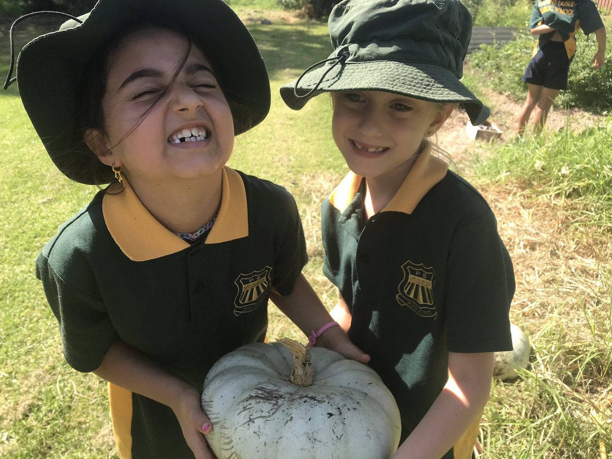 We harvested 17 pumpkins today from our food forest <a href="/MountOusley/">Mount Ousley Public School</a> . Our harvest and garden lesson provided the inspiration for our writing too. #outdoorlearning <a href="/TiffanySinton/">Tiffany Sinton</a> <a href="/tonialgray/">Tonia Gray</a>