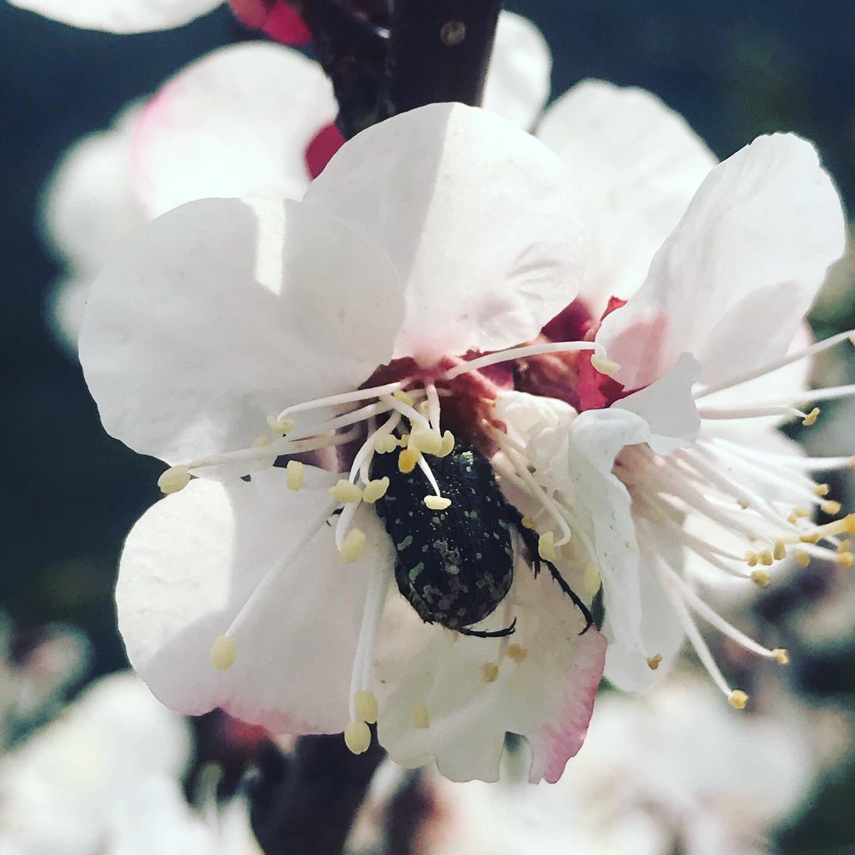 rubueno10's tweet photo. 🪲 Un #escarabajo #florícola a las puertas de la #primavera, en ocasiones es como una #garrapata anclada a un #hospedador 🌸 
#RicoPolen #Succionando #OxythyreaFunesta #EscarabajoDelSudario #Scarabaeidae #InsectLovers #Flowers #Cerezos #OjosCuriosos https://t.co/wv7R8NOODh