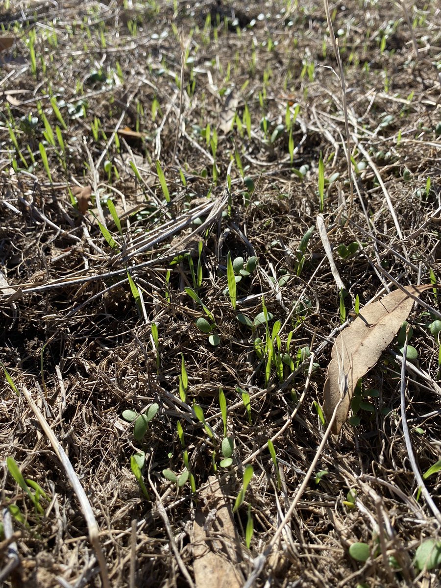 Jarred Schlitz (@jarred_schlitz) on Twitter photo Pre watered pasture paddocks. Plan is to keep clover and take out the barley grass before sowing a ryegrass/oat blend. Cletho and butroxydim are both 30 days plant back? Can that be pushed to 14 days? Other options? <a href="/agriprof/">Wayne Smith</a> <a href="/agronomeiste/">James Hunt</a> Pre watered pasture paddocks. Plan is to keep clover and take out the barley grass before sowing a ryegrass/oat blend. Cletho and butroxydim are both 30 days plant back? Can that be pushed to 14 days? Other options? <a href="/agriprof/">Wayne Smith</a> <a href="/agronomeiste/">James Hunt</a>