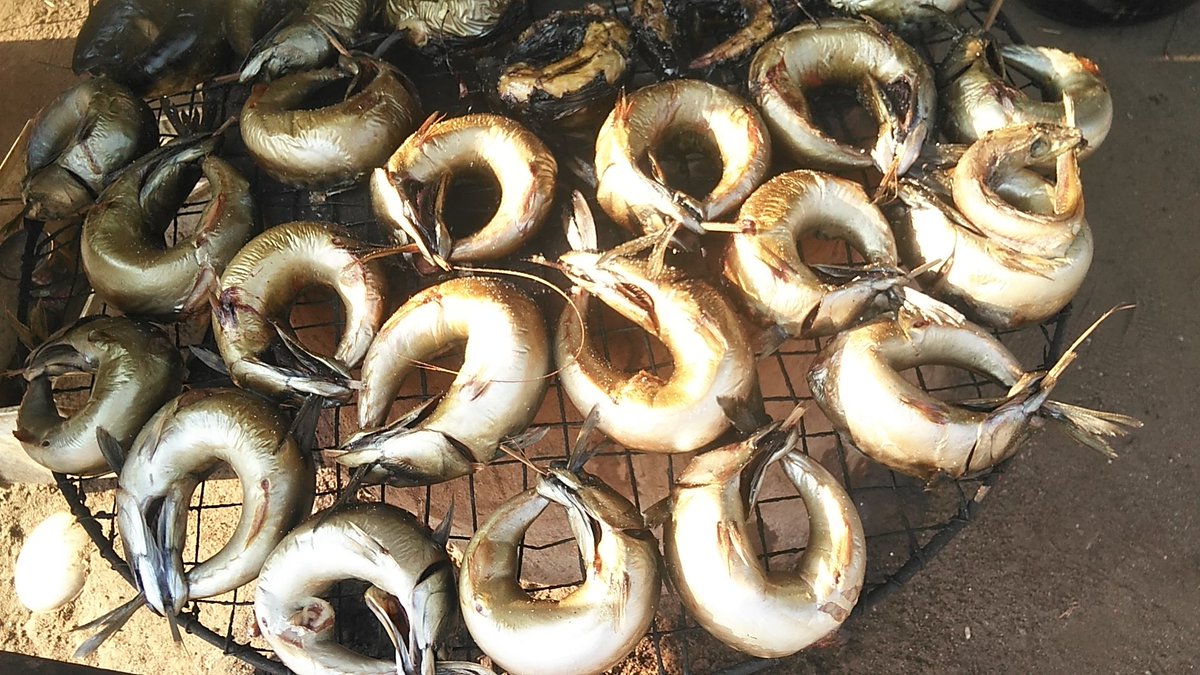 panlafishinbulk's tweet photo. Who is your Panlafish/Titus plug? 

We don't joke with our quality in any of our products

 A trial order Will convince you that we smoke fish right every time.

#BBNaijaHighlights Loyalty Ajah Abuja Twitter Community EFCC Favour airtime Adamawa 30BG Clifford Orji Thank You https://t.co/NbQqUx1hkL