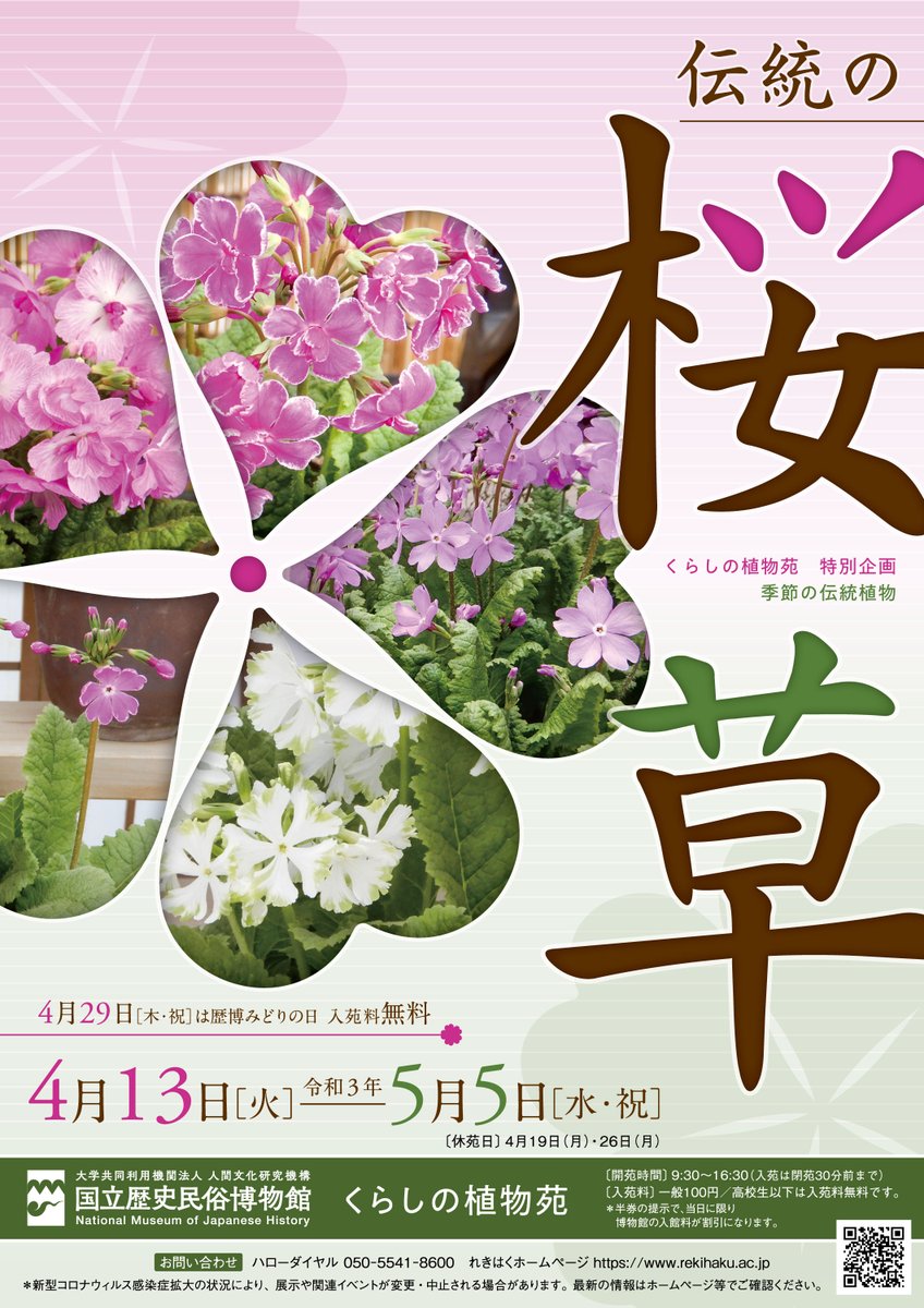 国立歴史民俗博物館 歴博 来週4月13日 火 よりくらしの植物苑特別企画 伝統の桜草 を開催します 特別企画 伝統の桜草 を 4月13日 火 5月5日 水 祝 に開催いたします 展示の内容はこちら T Co F5sb1w5yad