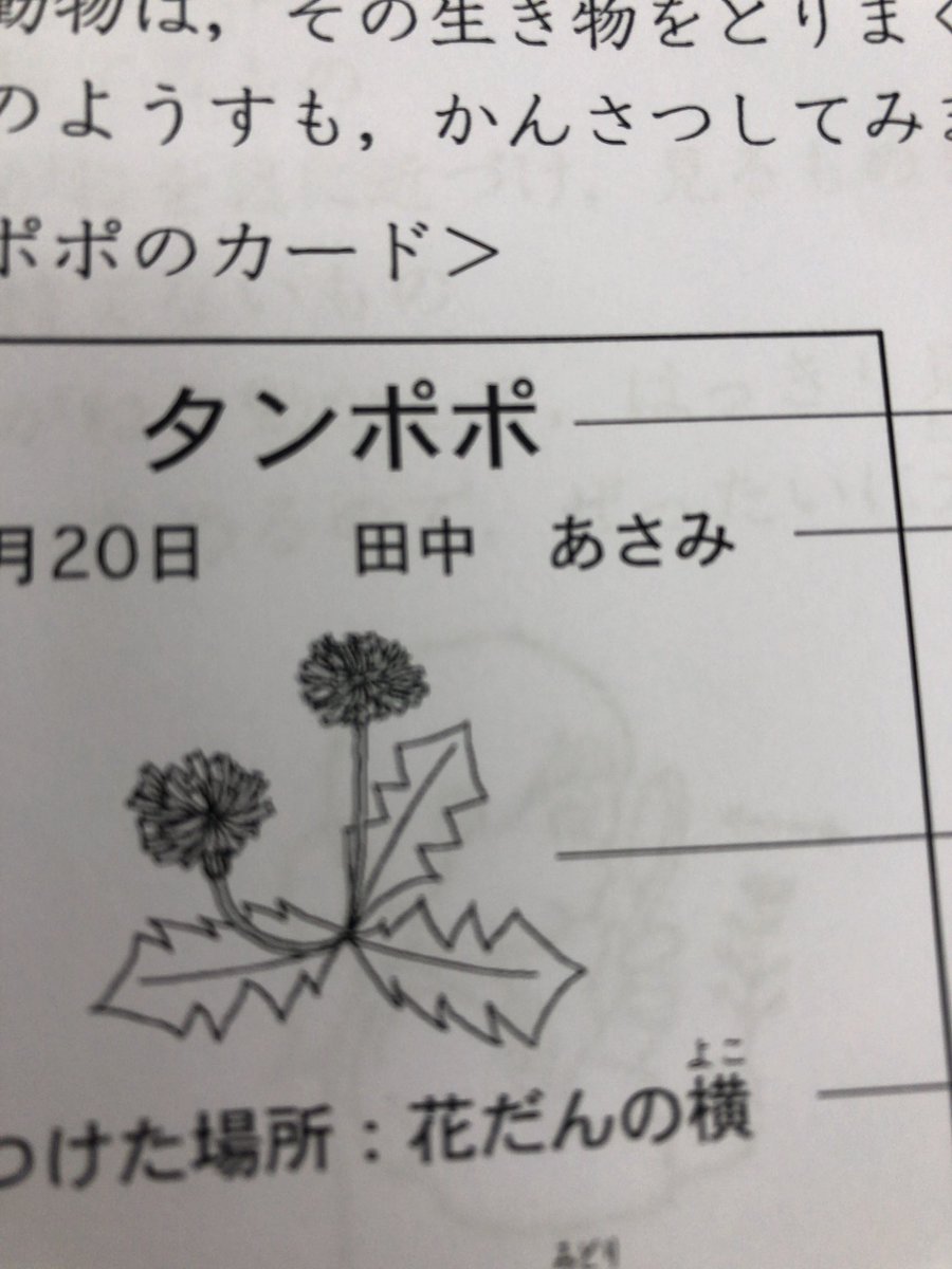 I_like__bird's tweet photo. あかん吹いてもーた
グアムで観察したんかな https://t.co/MBzquKXmCu