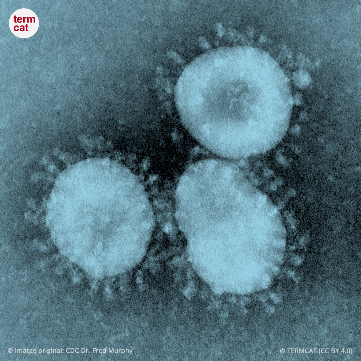 Termcat (@termcat) on Twitter photo 🦠 Un any de termes del #coronavirus
Fa exactament un any que vam publicar la primera versió del diccionari de la COVID-19.
👉 En parlem en aquest apunt al portal #TermSalut bit.ly/3v6K2Yy <a href="/noudemcat/">Projecte DEMCAT</a> 🦠 Un any de termes del #coronavirus
Fa exactament un any que vam publicar la primera versió del diccionari de la COVID-19.
👉 En parlem en aquest apunt al portal #TermSalut bit.ly/3v6K2Yy <a href="/noudemcat/">Projecte DEMCAT</a>