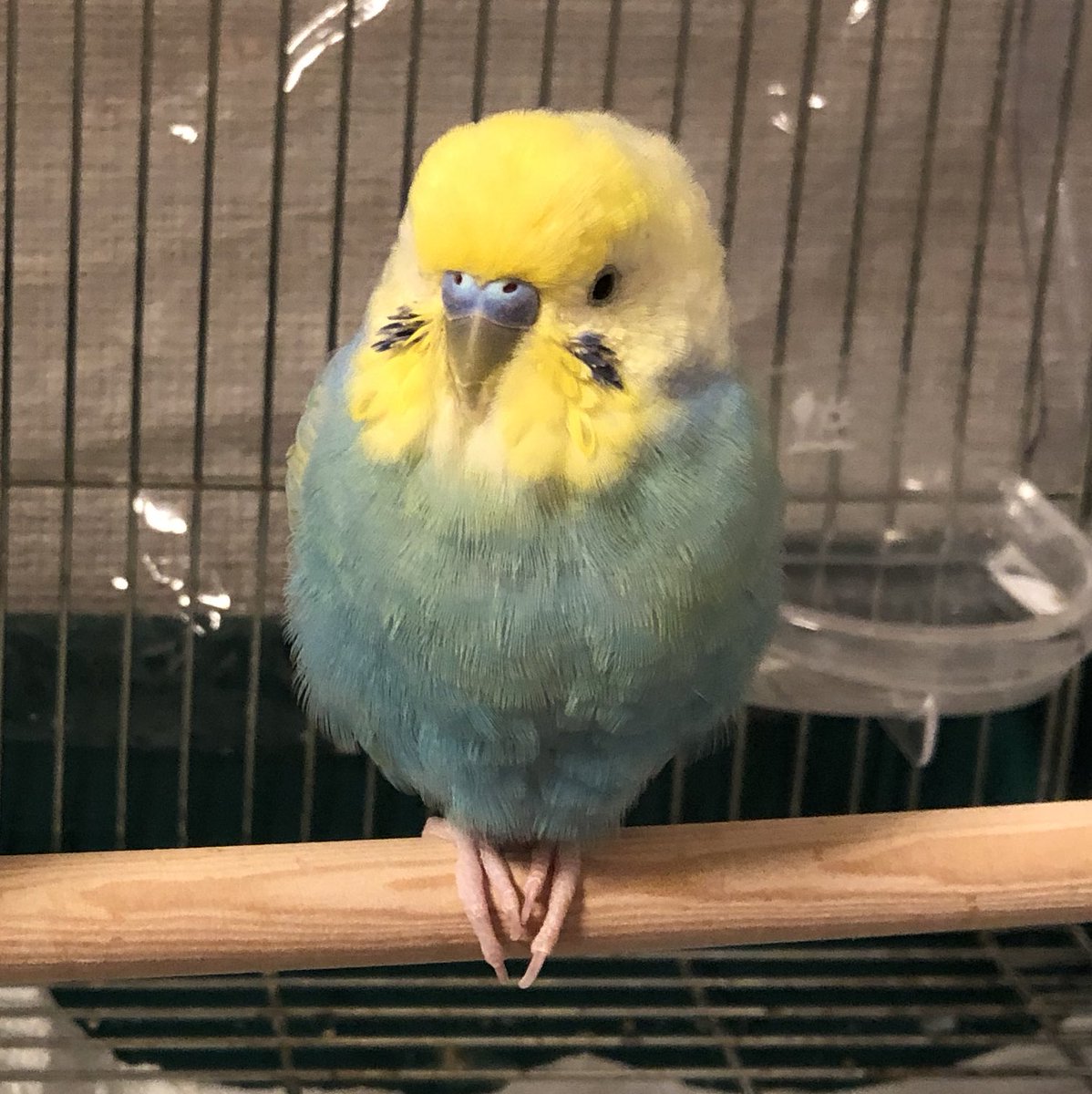 究極の内股😂😂😂