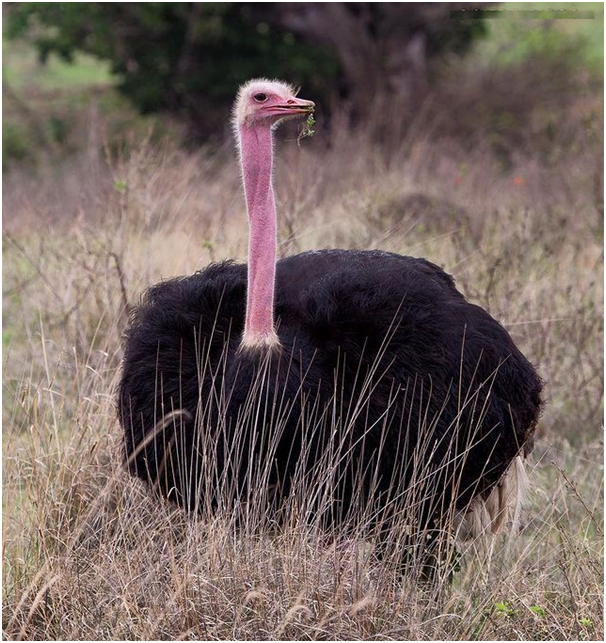 TrevaronTravel's tweet photo. Ostrich male having his meal at massaimara,#kenya.

#ostrich #bird #birds #savannah #kenyasafari #africa #travel #wildanimals #nature #naturelovers #kenyawildlife #naturephotography #bestphoto #picoftheday #trevarontravelandtours https://t.co/7H3vcRoW7r