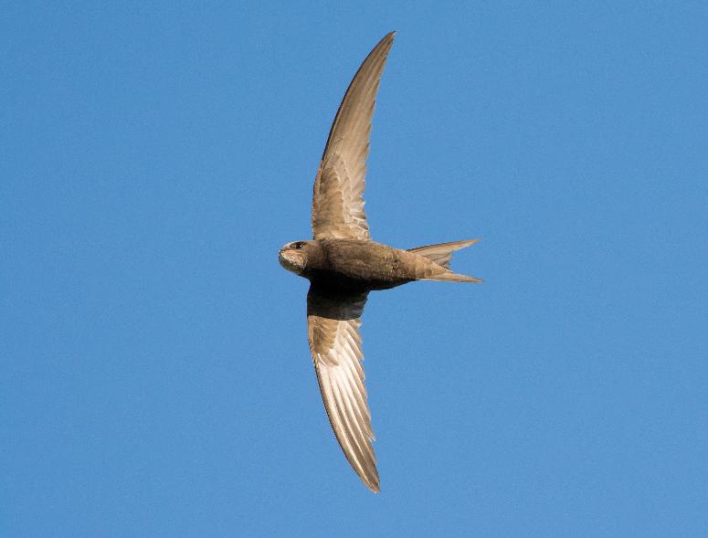 SEO/BirdLife tweet media