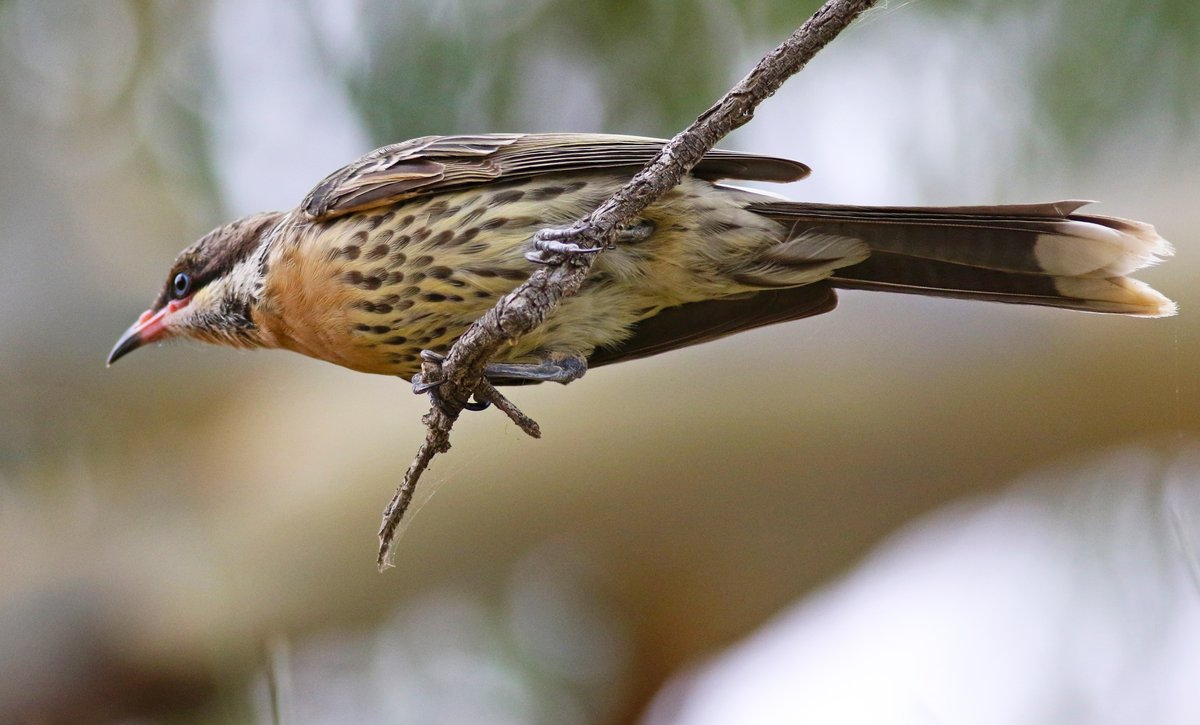 SandyHorne61's tweet photo. A very horizontal spiny-cheeked honeyeater (Acanthagenys rufogularis) at Pekina Creek Reservoir.
@Britnatureguide @GSBioblitz @OutbackEco @ParrotOfTheDay @BirdlifeOz #BirdsSeenin2021 #PekinaCreek #Orroroo #FlindersRanges #SouthAustralia https://t.co/sSlGba3F6e