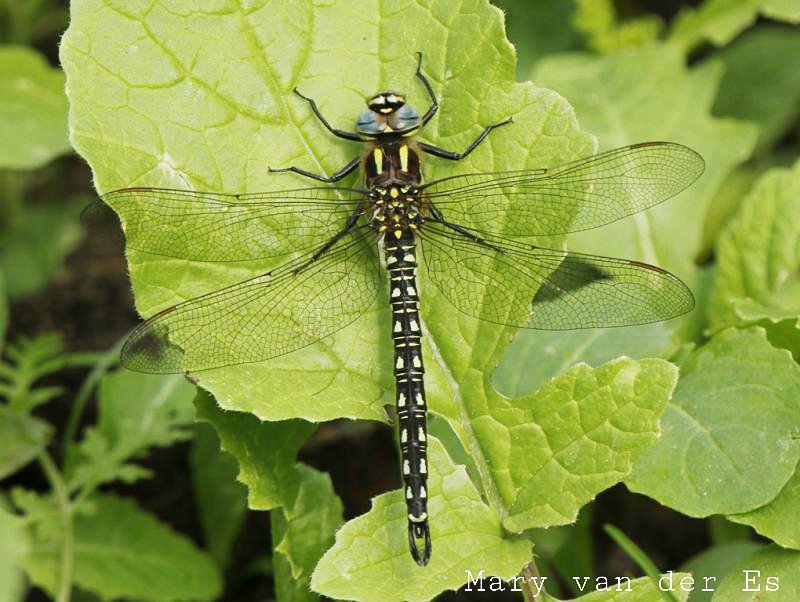 Mary van der Es tweet media